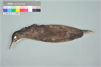 藏品(黑冠麻鷺)的圖片